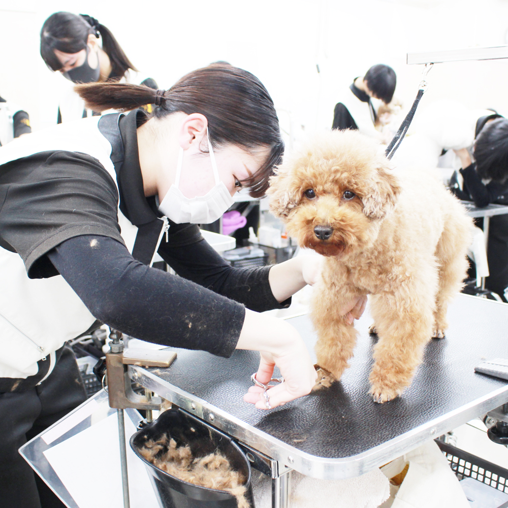 ２年生はお客様犬のトリミング！